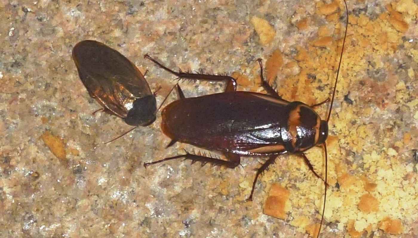 فني من شركة النهضة الكويتية يقوم برش الصراصير داخل المطبخ باستخدام مبيد آمن ومعتمد