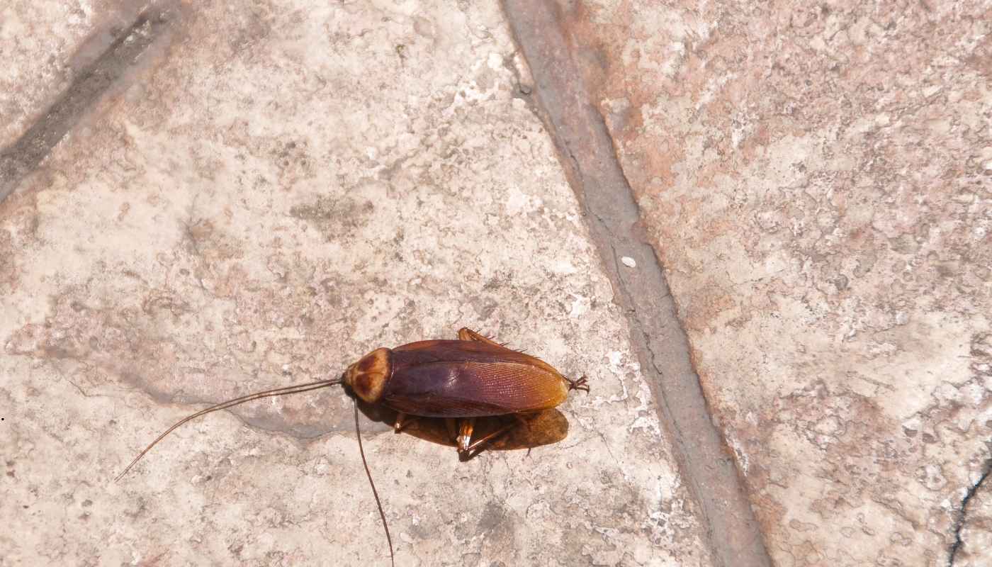 الصراصير: تهديد صحي وخطر في المنازل صورة صراصير في المطبخ تظهر خطرها على الصحة والنظافة المنزلية