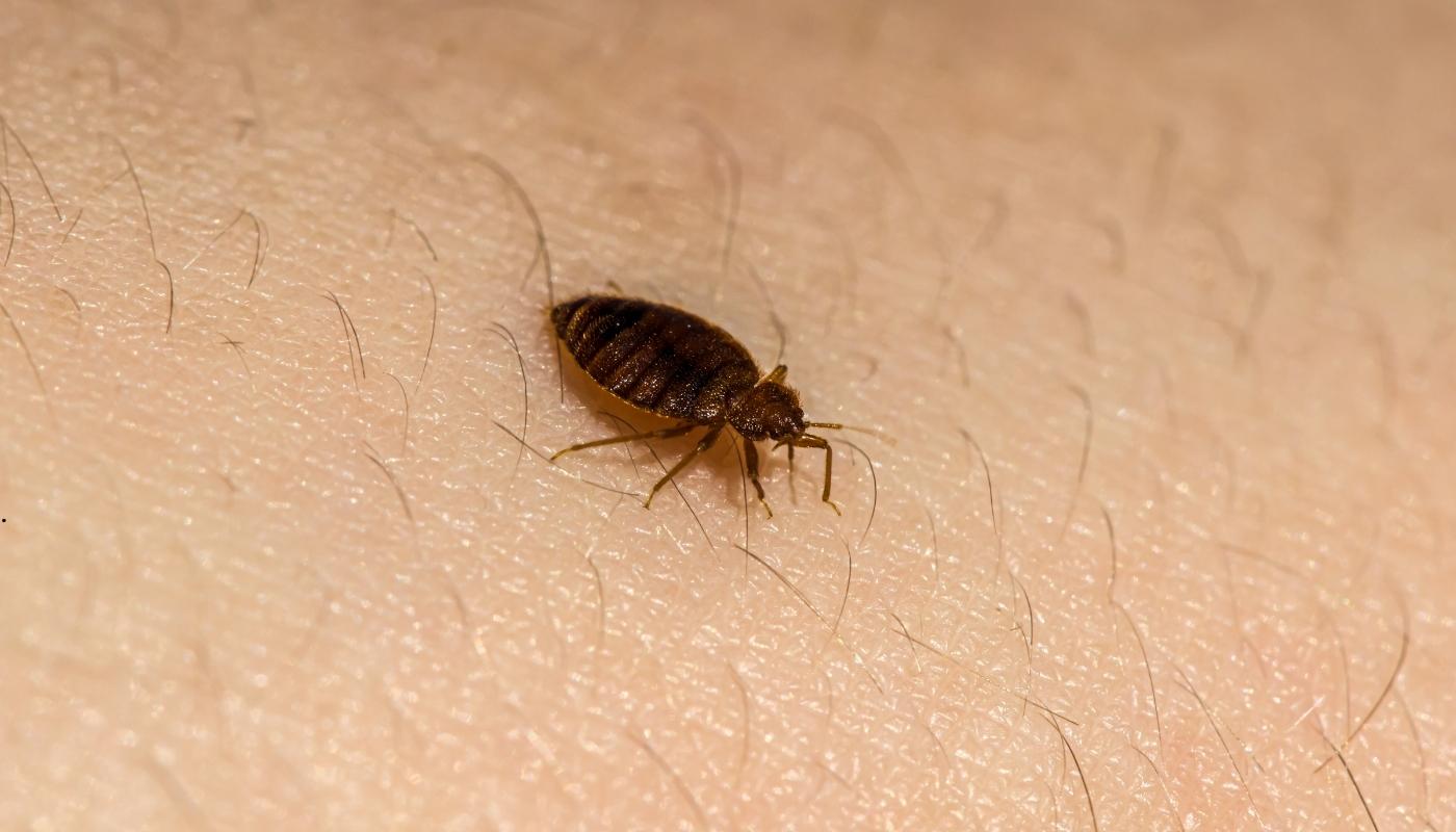 لماذا يجب القضاء على البق بسرعة قبل أن ينتشر في المنزل – شركة النهضة الكويتية لمكافحة الحشرات صورة توضّح حشرة البق الصغيرة على الفراش وأهمية التخلص منها بشكل عاجل قبل أن تنتشر في أرجاء المنزل.